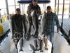 (02/18/2017) - Nice Striped Bass